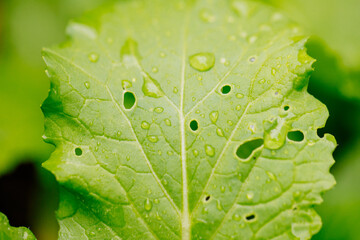green leaves close up - Image