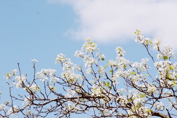 blossoming apple tree