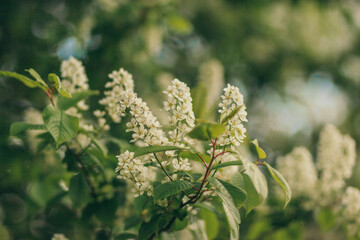 A close up of a flower
