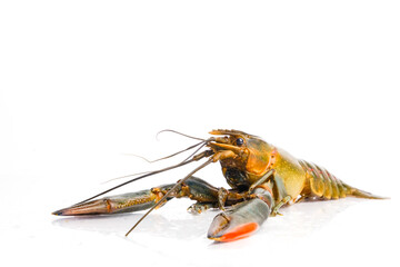 A picture of freshwater lobster on isolated white background. It also known as 