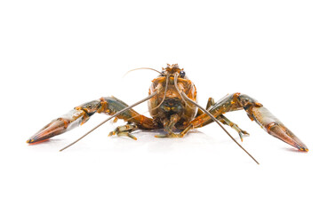 A picture of freshwater lobster on isolated white background. It also known as "batik" lobster caused by the pattern of its back.