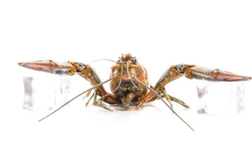 A picture of freshwater lobster with claw on ice on white background.