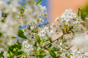 Blooming apple tree flowers macro view. Spring garden landscape,