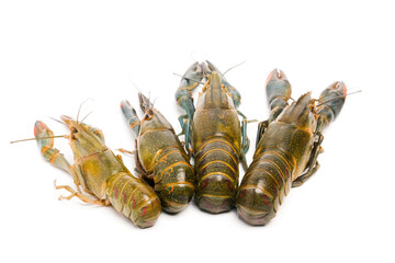 A picture of variety freshwater lobster on isolated white background. It also known as 