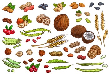 Naklejka na ściany i meble Nuts, beans, legumes and cereal crop vector sketches. Hand drawn almond nut, peanut, beans and pea pods, coconut, walnut and hazelnut, pistachio and sunflower seeds, coffee bean and berry, wheat ear