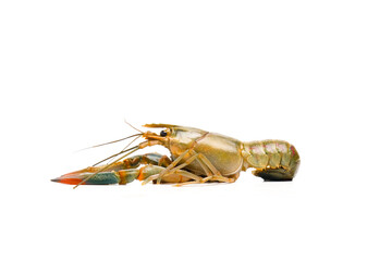 A picture of freshwater lobster on isolated white background. It also known as "batik" lobster caused by the pattern of its back.
