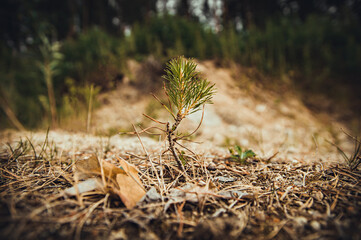 Small sprout of pine on the background of the forest