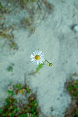 Fototapeta na wymiar Lonely daisy top view. blurred background
