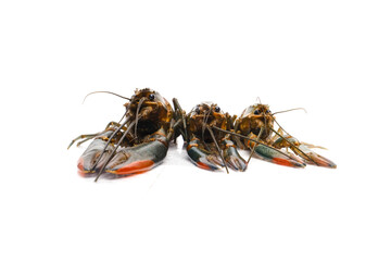 A picture of different sizes freshwater or 