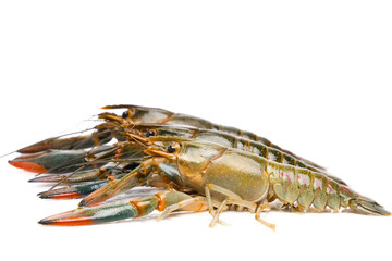 Selective focus of small freshwater or "batik" lobster with other sizes insight on white background.