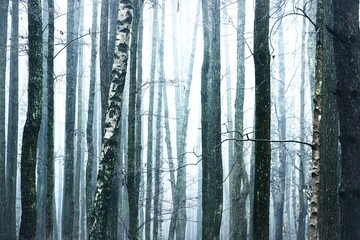Tall pine and birch tree trunks (stumps) in a thick white dog, dark silhouettes close-up. Graphic resources, natural texture, pattern, background
