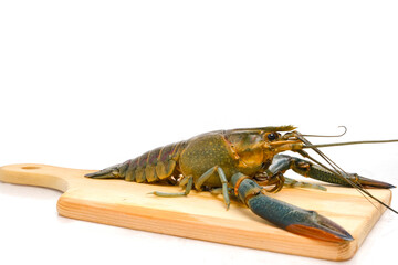 Freshwater lobster on wooden board on isolated white background.