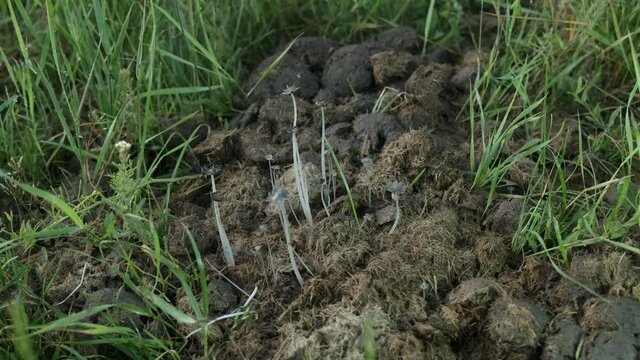 Close-up of Mushrooms Fairy inkcap, Gray shag or Trooping (Psathyrellaceae) crumble cap growing on compost, manure on farm. Cap of a mature Mushrooms specimen with deliquescing gills. 