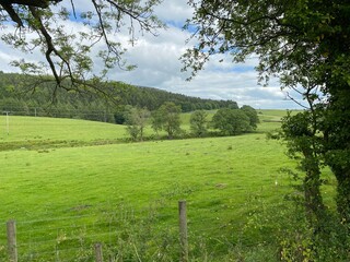 Landscape view of fields and meadows, with trees in the distance near, Skipton, Yorkshire, UK