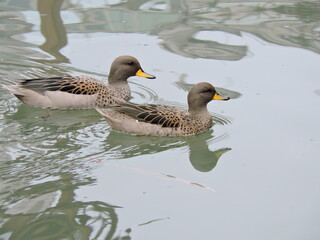 Dos patos nadando en el lago