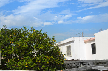 Árbol de naranjas