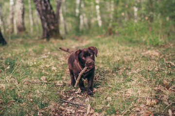 A large brown bear walking across a grass covered field