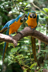 Yellow macaw on natural branch