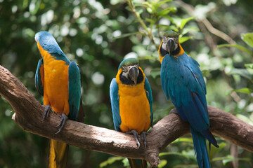 Yellow macaw on natural branch