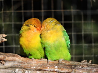 2 cotorras, pericos, acurrucados