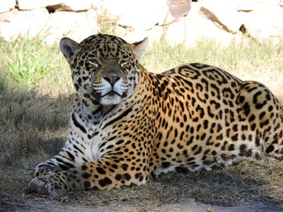 Jaguar descansando sobre el pasto © Gonzalo