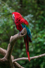 Red macaw on natural branch
