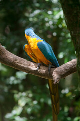 Yellow macaw on natural branch