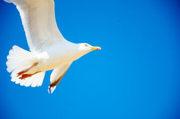 Seagull flying over Camber Sands Beach in England.