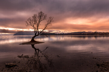 'Wanaka Tree' tree growing in Lake Wanaka, New Zealand-