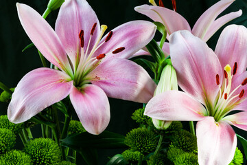 Composituion of pink Lily flowers and green Chrysanthemum, close-up. 