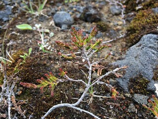 Small branch with green leaves