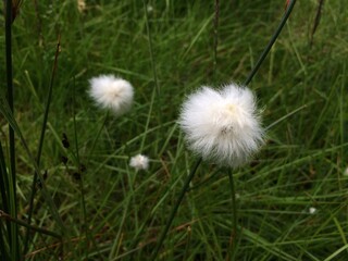 Fuzzy plant in grassy field