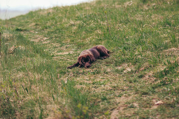A brown bear lying on top of a grass covered field