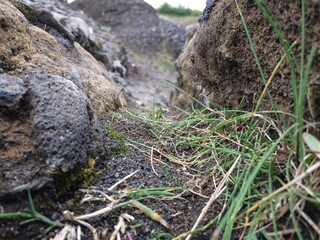Grass along volcanic rocks