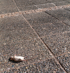Dead rat in the middle of the pavement