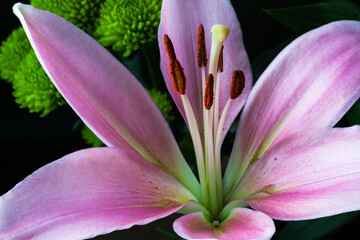 Internal beauty of pink Lily flower, macro.