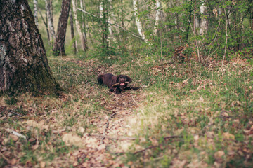 A brown bear sitting on top of a lush green forest