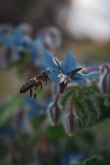 Honeybee pollinating Borage flowers 