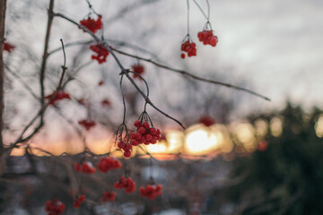 A close up of a flower