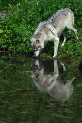Obraz premium Grey Wolf (Canis lupus) Reflected in Water Summer