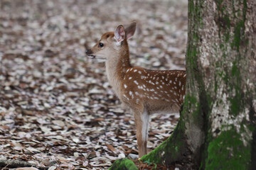 Naklejka na ściany i meble Very young fawn in the forest