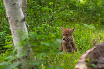 Fototapeta na wymiar Coyote Pup (Canis latrans) Sits at Forest Edge Summer