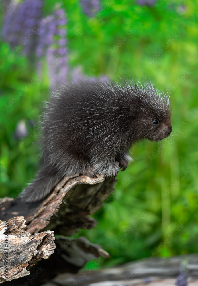 Wall mural porcupette (erethizon dorsatum) leans out over end of log lupine behind summer