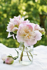 fresh peonies in glass jar in the garden