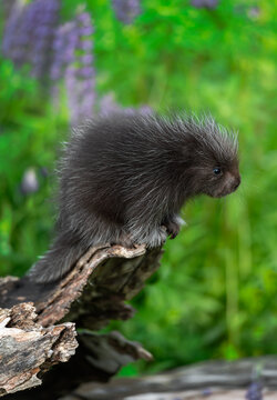 Porcupette (Erethizon dorsatum) Leans Out Over End of Log Lupine Behind Summer