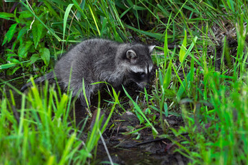 Raccoon (Procyon lotor) By Stream of Water Summer