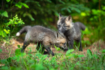 Fototapeta premium Red Fox (Vulpes vulpes) Kits Outside Den Summer