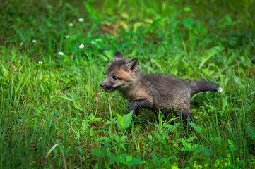 Red Fox (Vulpes vulpes) Kit Runs Left Through Grass Summer