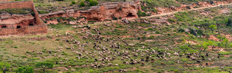 aerial view of shepherd with flock of sheep and corrals on the mountain, drone flight concept