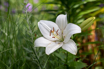 white lily full sunlight